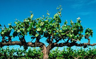 Close-up of grape-vine, Mudgee, Australia