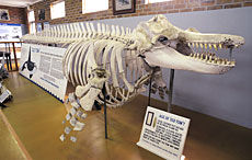Eden Killer Whale Museum