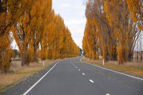 Poplar lined road