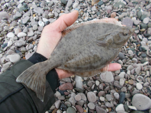 initial fish regarding the week, a flounder