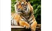 Welsh hill Zoo - nationwide Zoo of Wales, Colwyn Bay